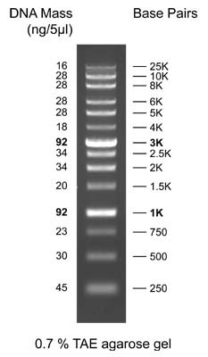 DNA Ladder Extra-Large Size